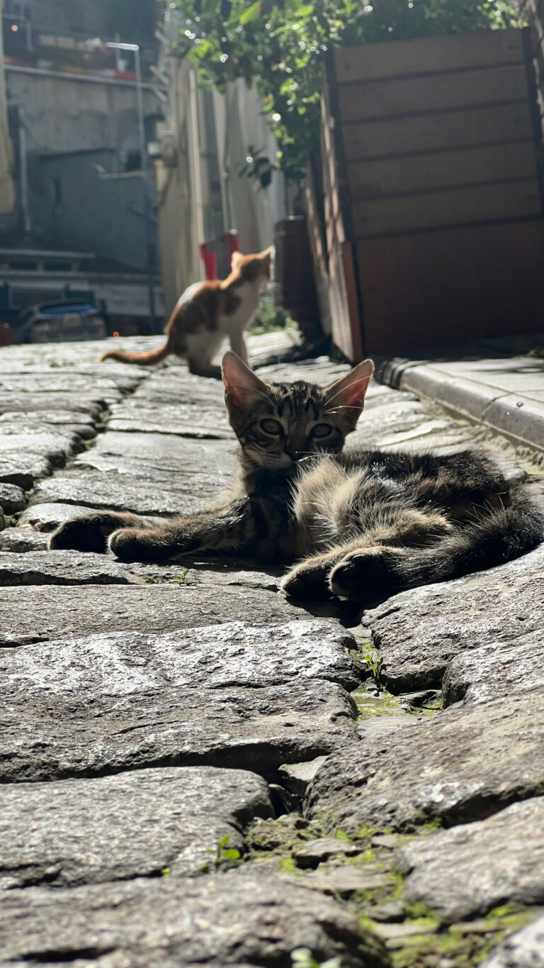The Cats of Turkey are a Fascination