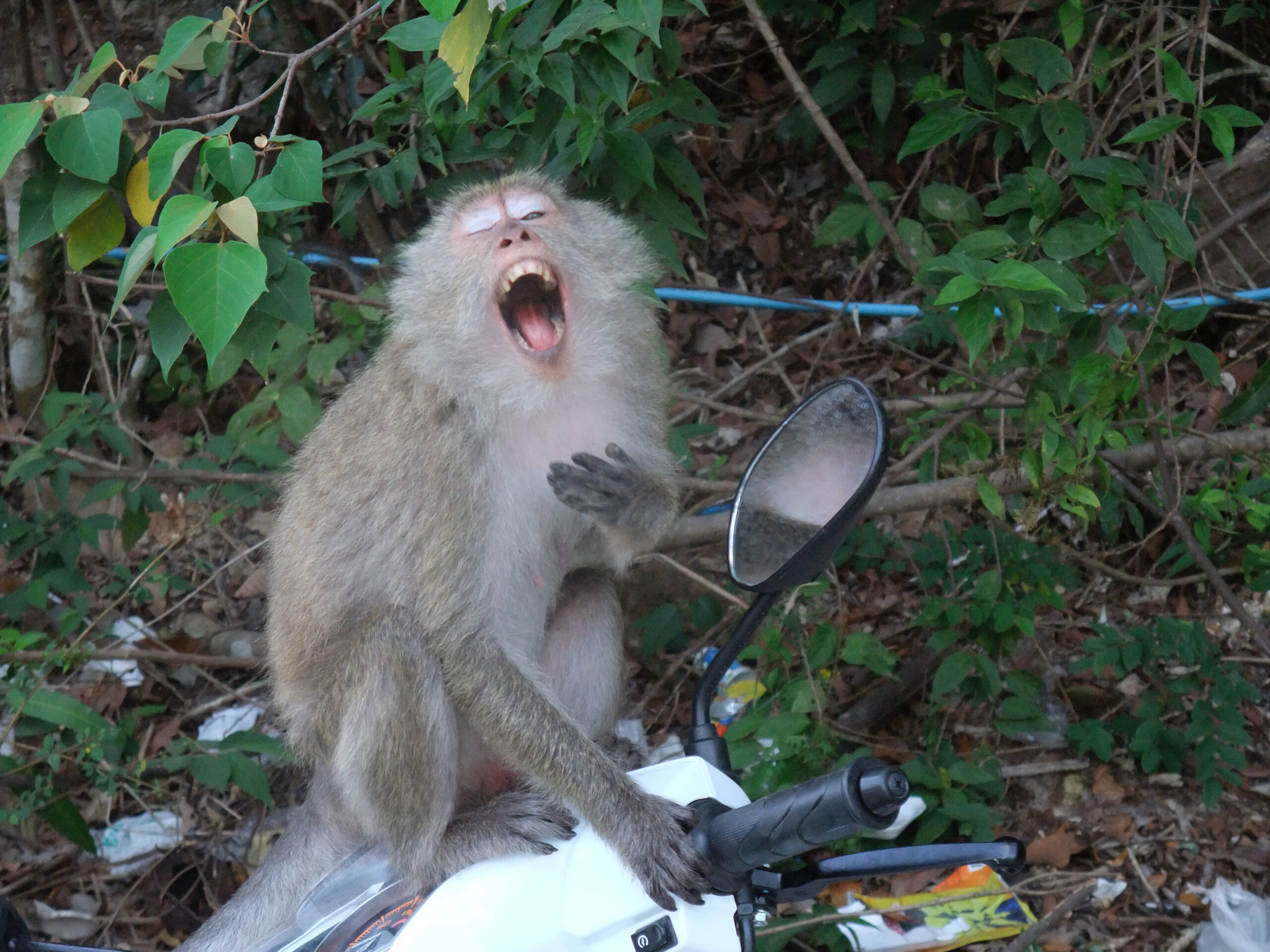 Monkey on a Motorbike in Koh Chang